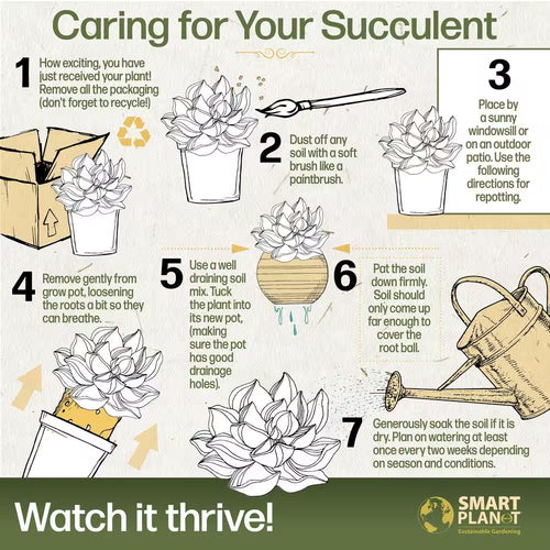 1 Qt. Echeveria Assorted Succulents (4-Pack)