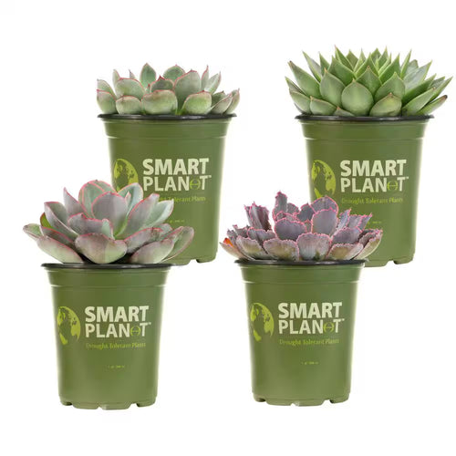 1 Qt. Echeveria Assorted Succulents (4-Pack)