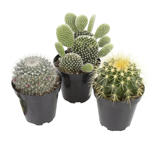 Element by  Beginner Cactus 3-Pack | Easy Live Plants | 3.5 In. Pots | Full Sun