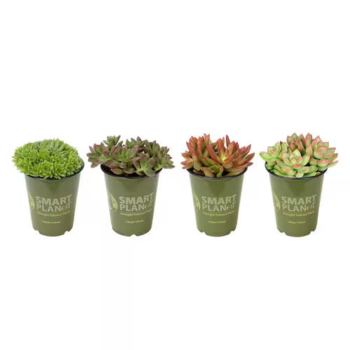 1 Qt. Assorted Succulent Plants Collection (4-Pack)