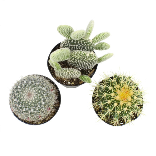 Element by  Beginner Cactus 3-Pack | Easy Live Plants | 3.5 In. Pots | Full Sun